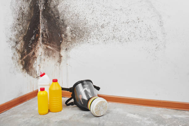 Best Affordable Mold Removal  in Brownsboro, TX