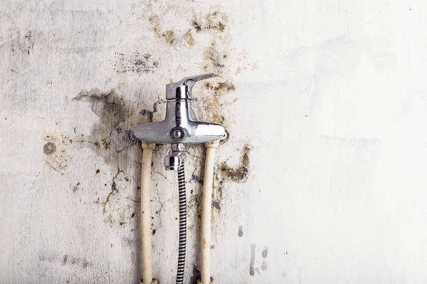 Best Mold Testing  in Brownsboro, TX