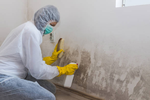Best Mold Removal Near Me  in Brownsboro, TX