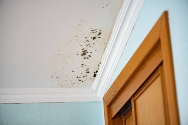 Best Mold Damage Repair  in Brownsboro, TX