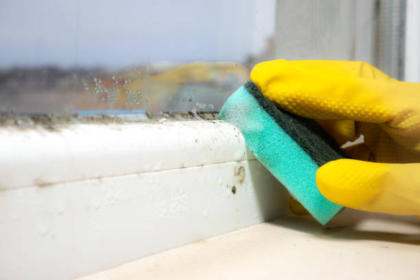 Best Mold Removal Company Near Me  in Brownsboro, TX
