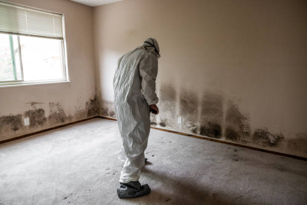 Home Mold Removal in Brownsboro, TX