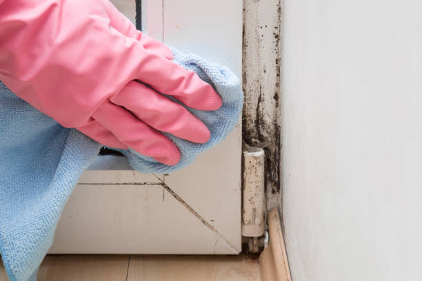 Professional Mold Removal in Brownsboro, TX