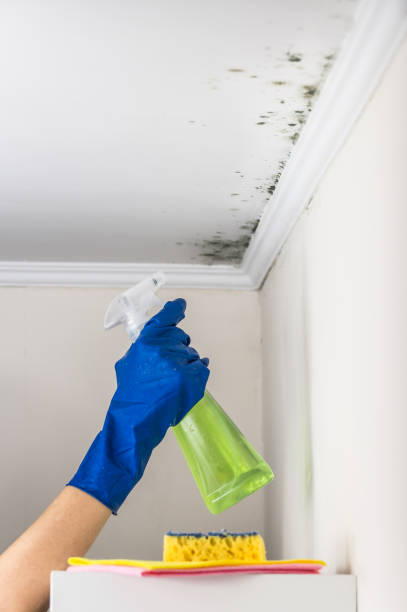 Best Toxic Mold Removal  in Brownsboro, TX